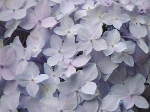 紫陽花を母の日ギフトに贈った